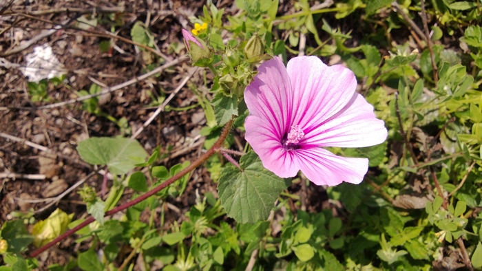 Malva trimestris / Malva reale